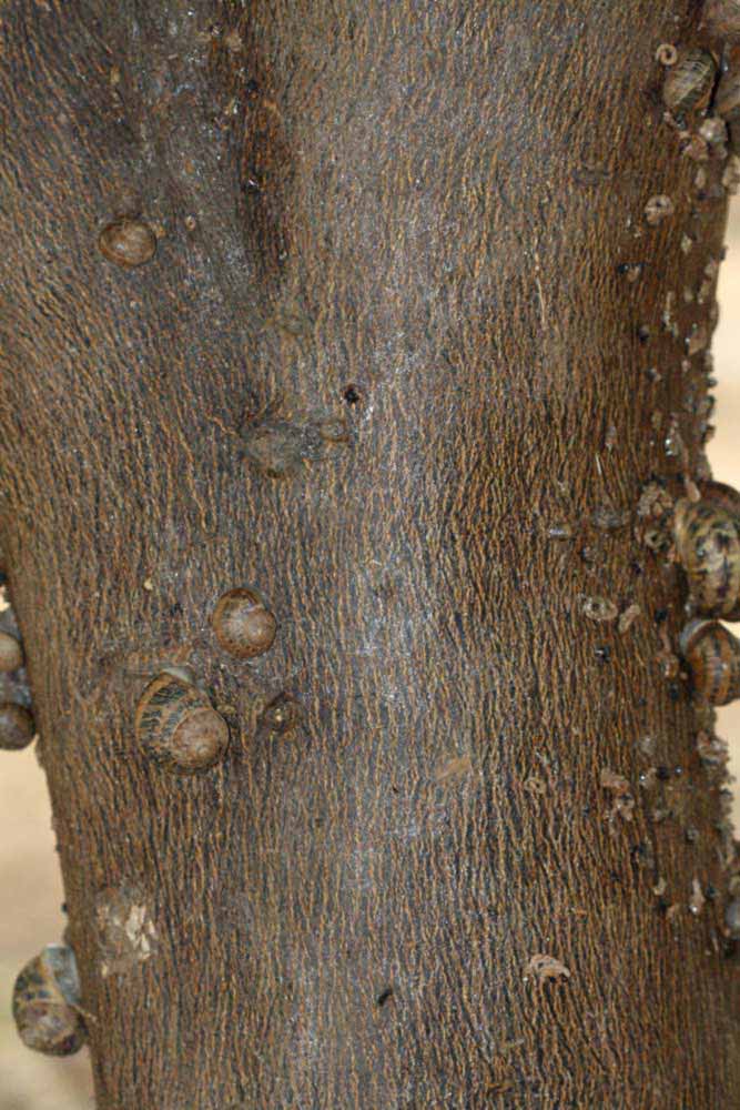            Bark (Riverside, CA)   